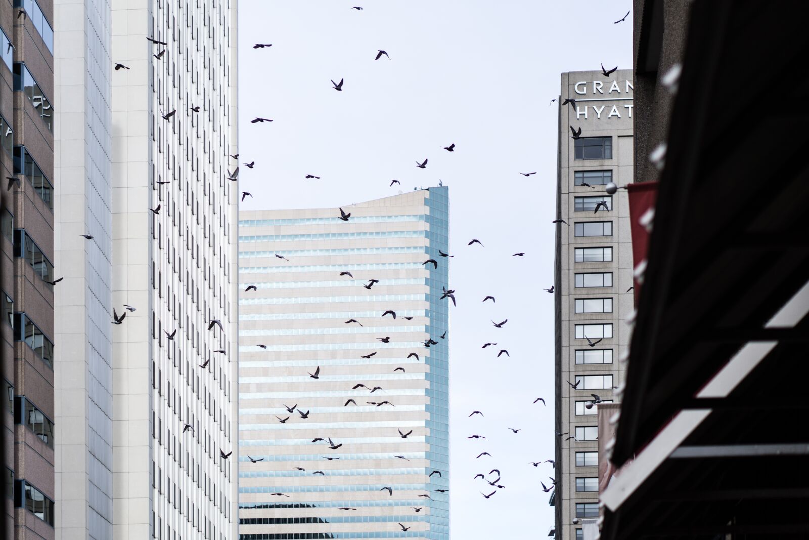 Sony a5100 sample photo. Downtown, birds, city photography