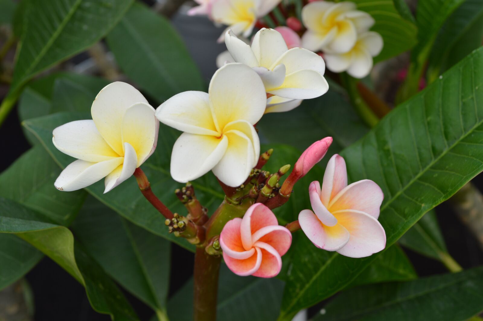 Nikon D3200 sample photo. Flower, plant, hawaii photography