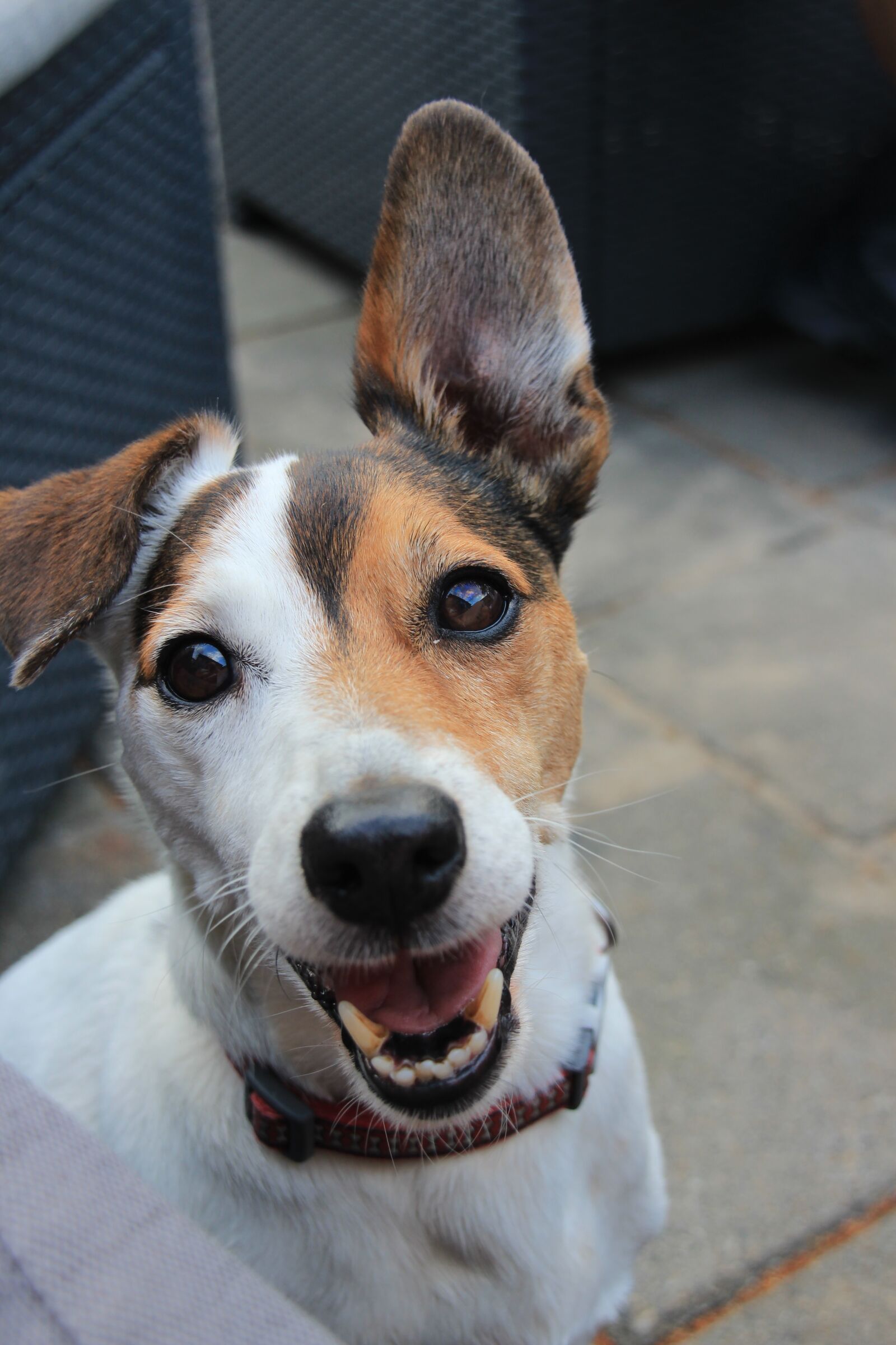 Canon EOS 1200D (EOS Rebel T5 / EOS Kiss X70 / EOS Hi) sample photo. Jack russel, dog, pet photography