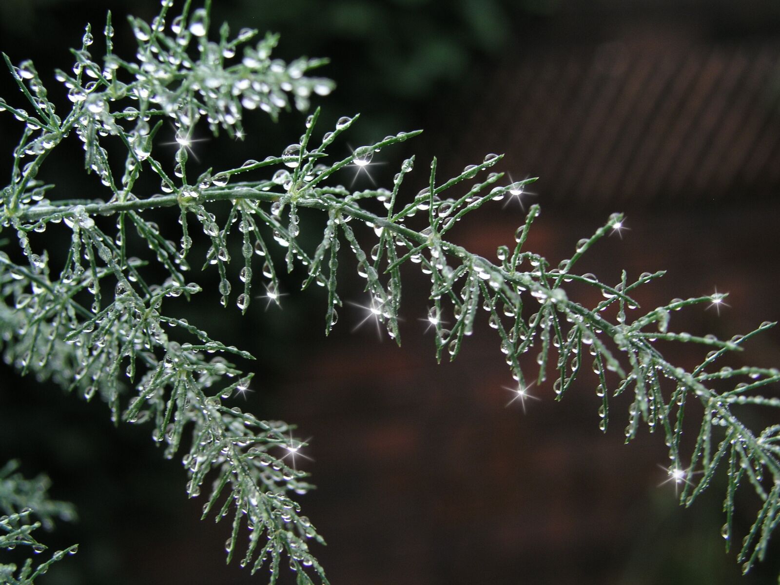 Olympus C5050Z sample photo. Background, texture, water drops photography