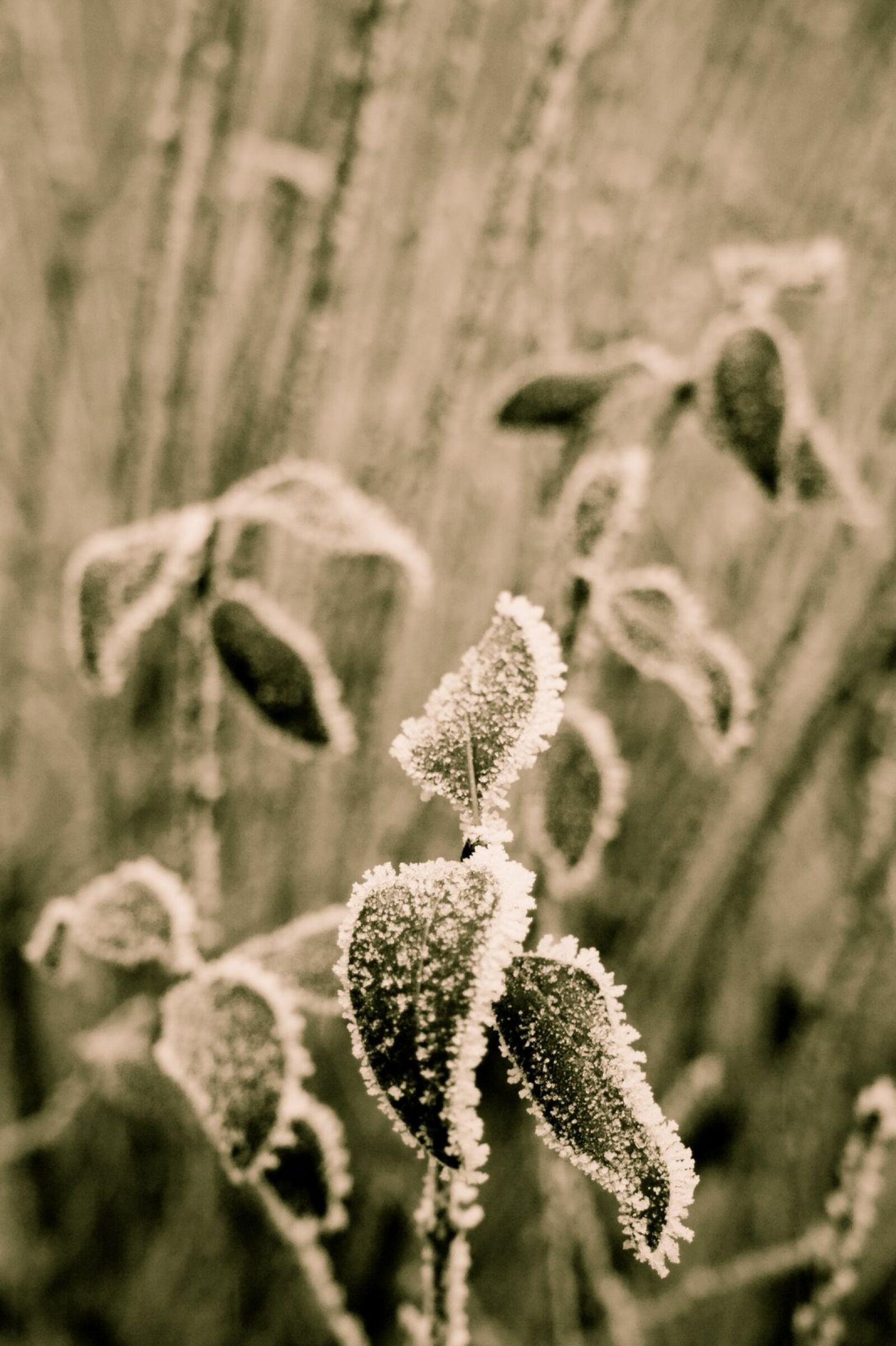 Canon EOS 350D (EOS Digital Rebel XT / EOS Kiss Digital N) sample photo. Winter, snow, frost photography