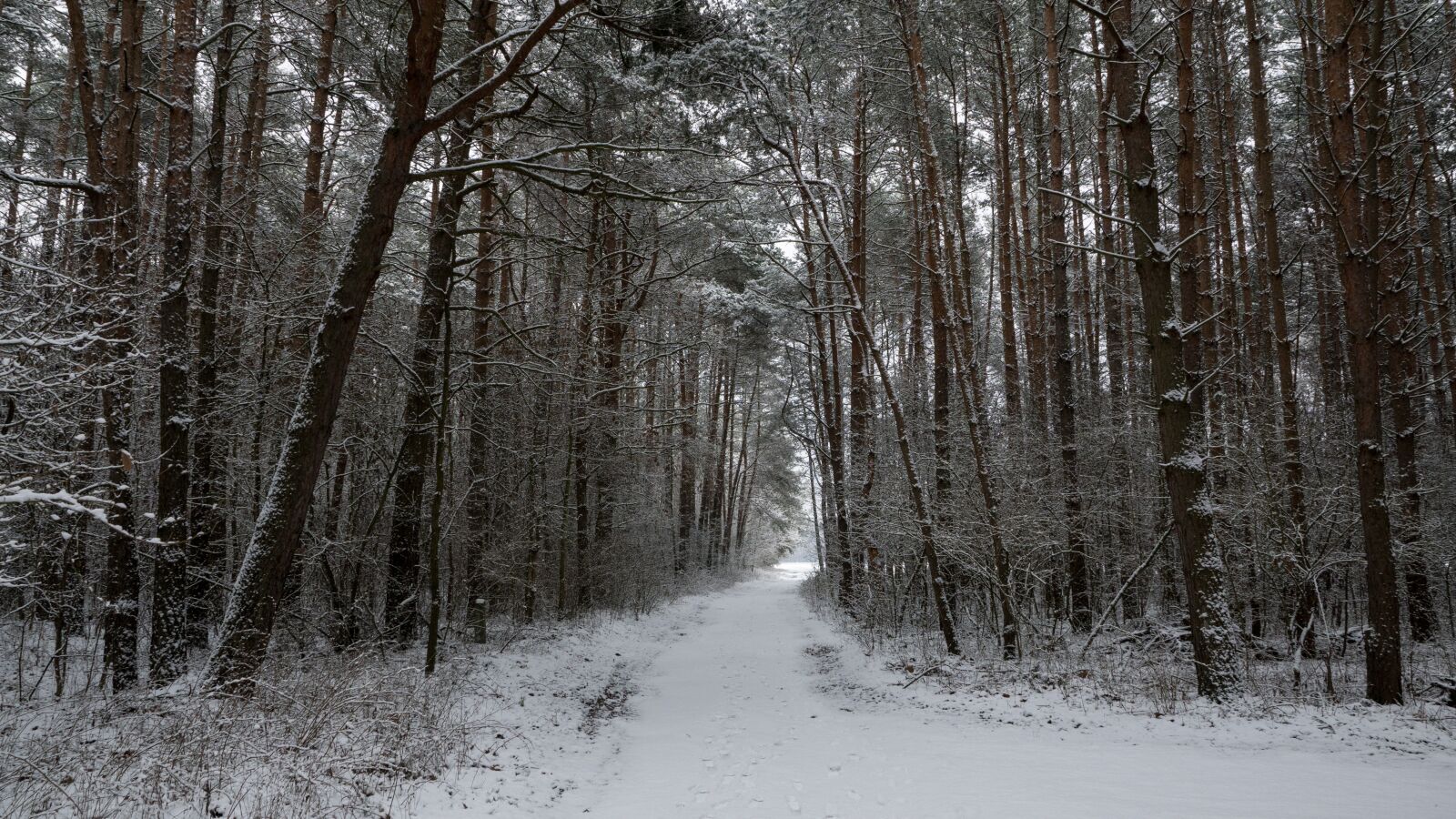 Sony DT 16-50mm F2.8 SSM sample photo. Forest, winter, landscape photography