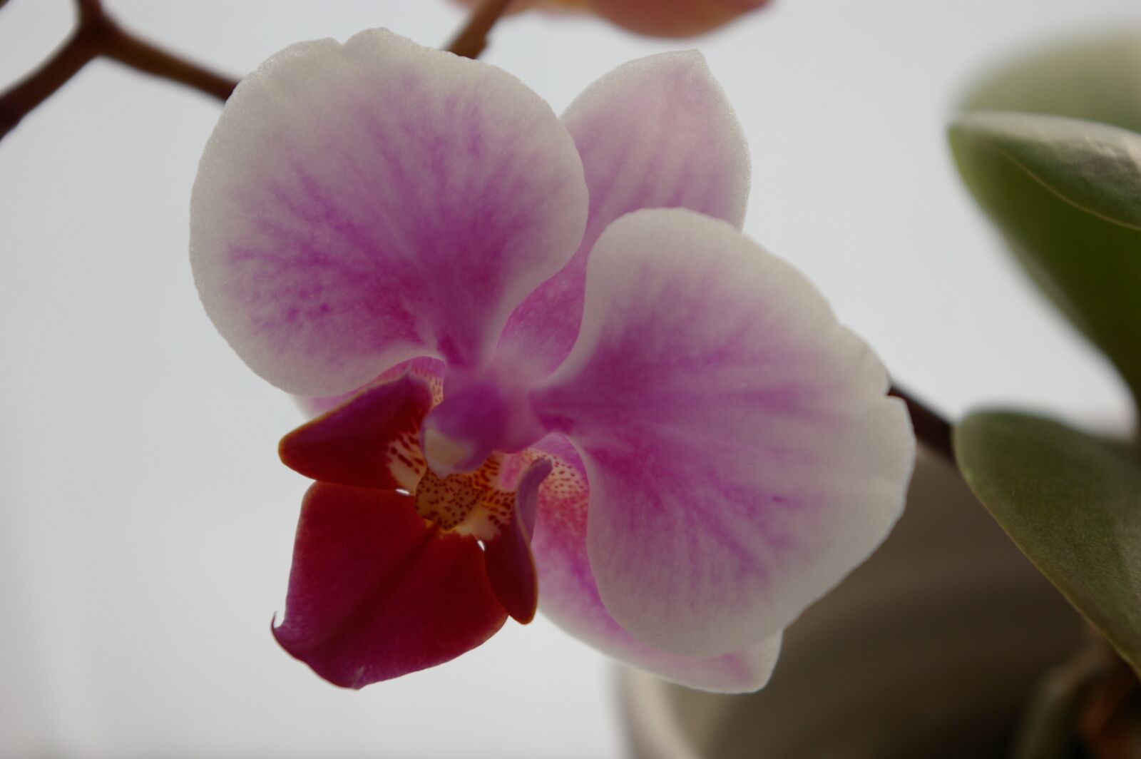 Pentax K100D sample photo. Orchid, flower, pink photography