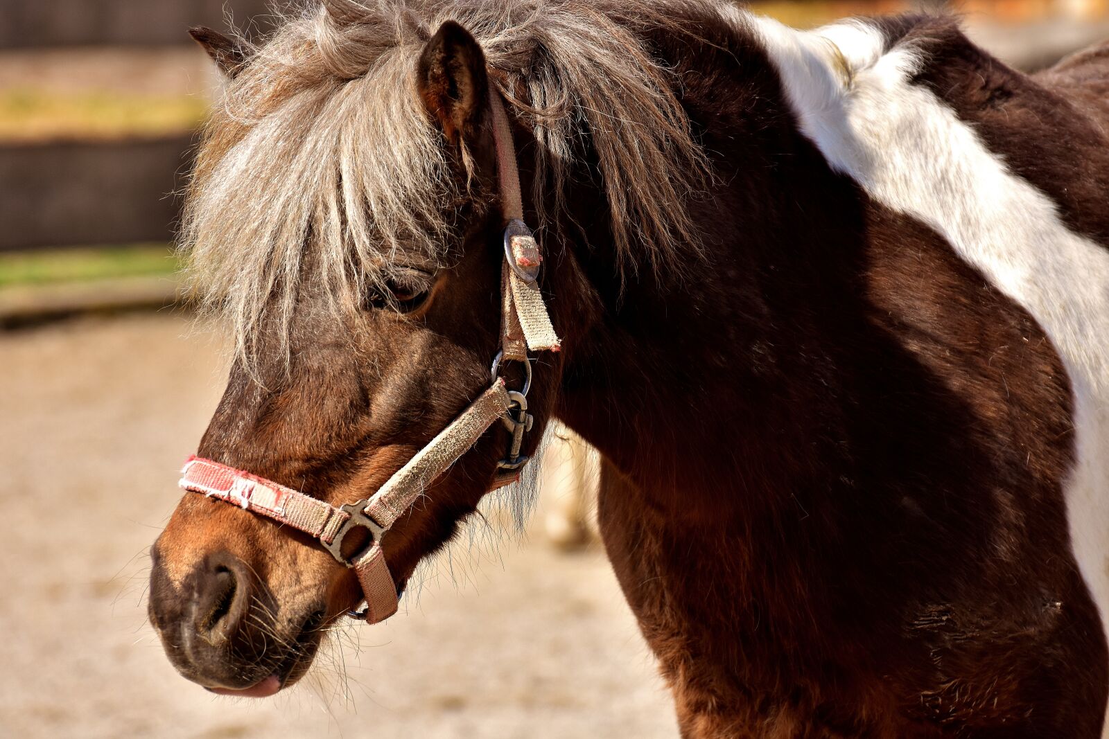 Nikon D7200 sample photo. Horse, animal, pony photography