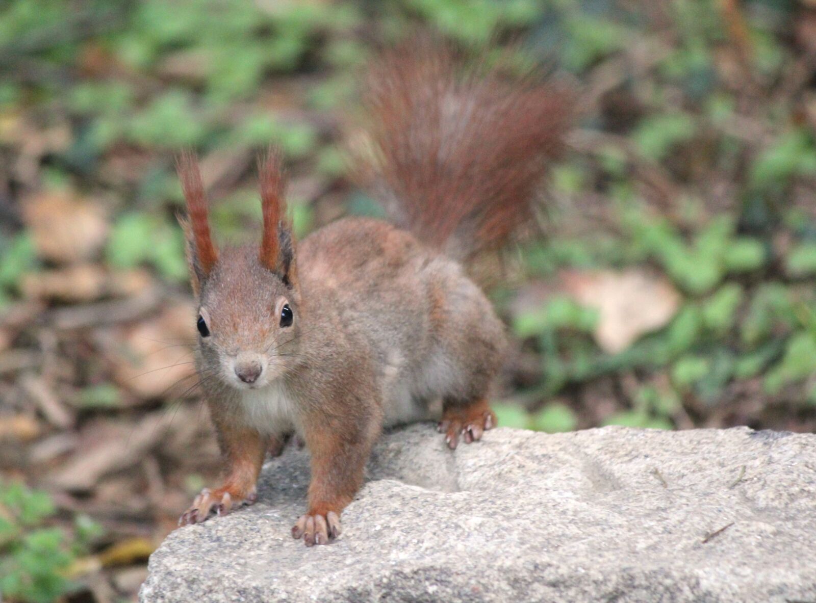 Canon EOS 550D (EOS Rebel T2i / EOS Kiss X4) sample photo. The squirrel, animal, rodent photography