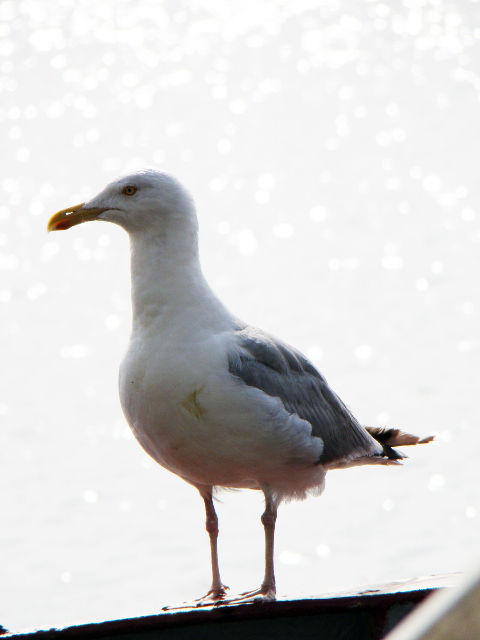 Sony Cyber-shot DSC-H50 sample photo. Seagull, bird, sea photography