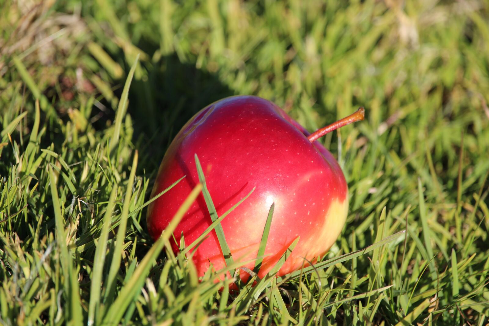 Canon EF-S 55-250mm F4-5.6 IS STM sample photo. Apple, red, fruit photography