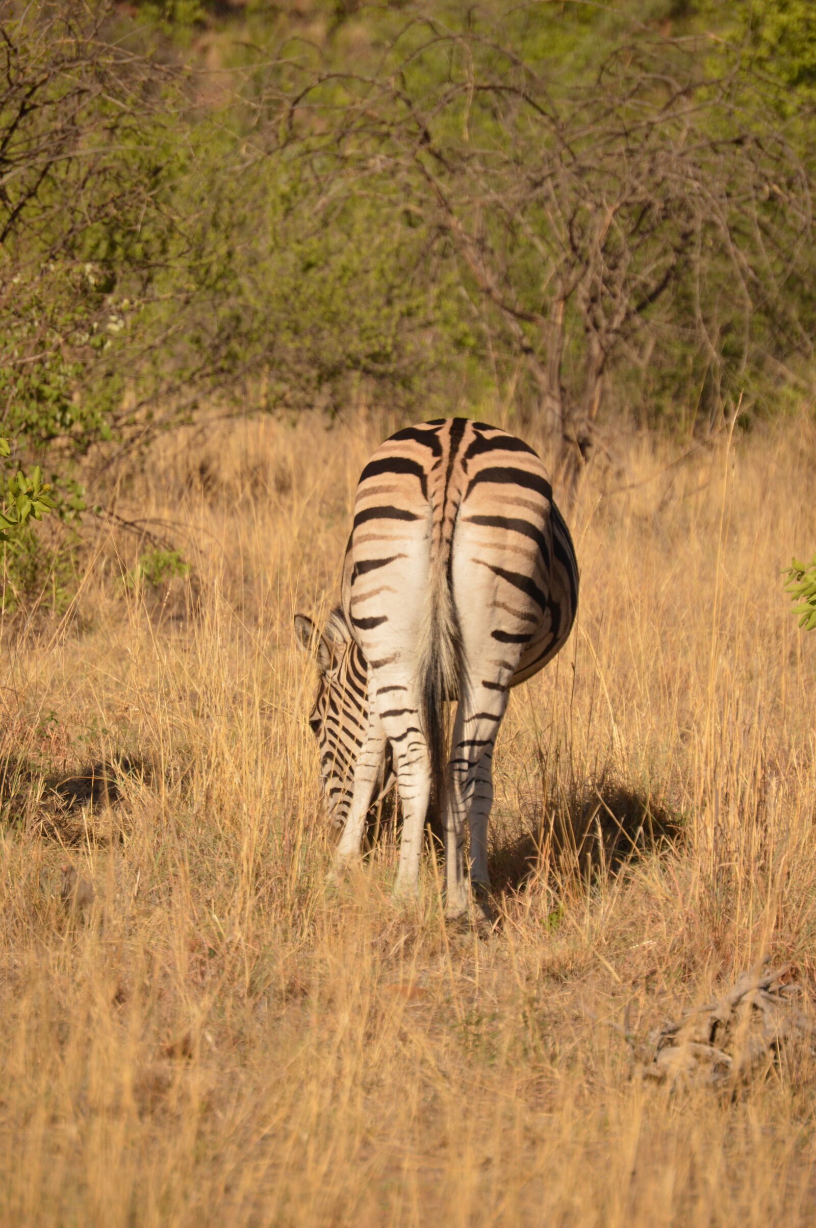 Nikon D3200 sample photo. Zebra, wild, wildlife park photography