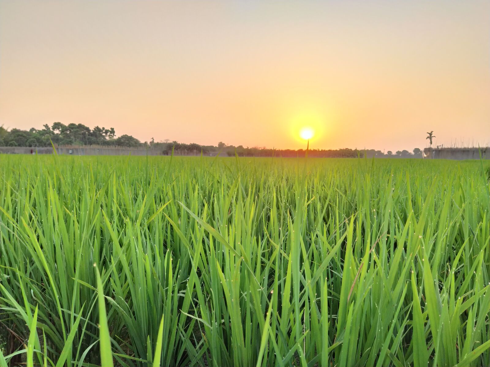 Xiaomi Mi A3 sample photo. Crops, rice tree, field photography