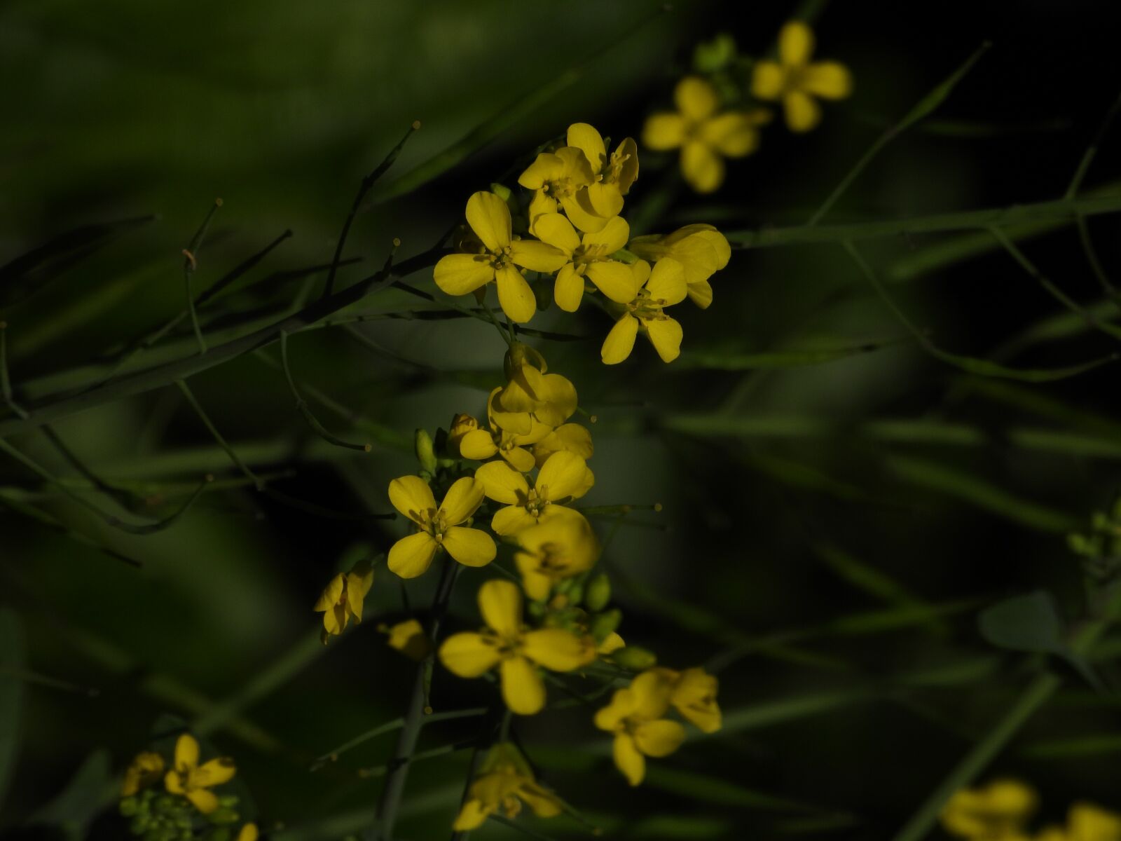 Nikon Coolpix P1000 sample photo. Yellow, flowers, wild photography