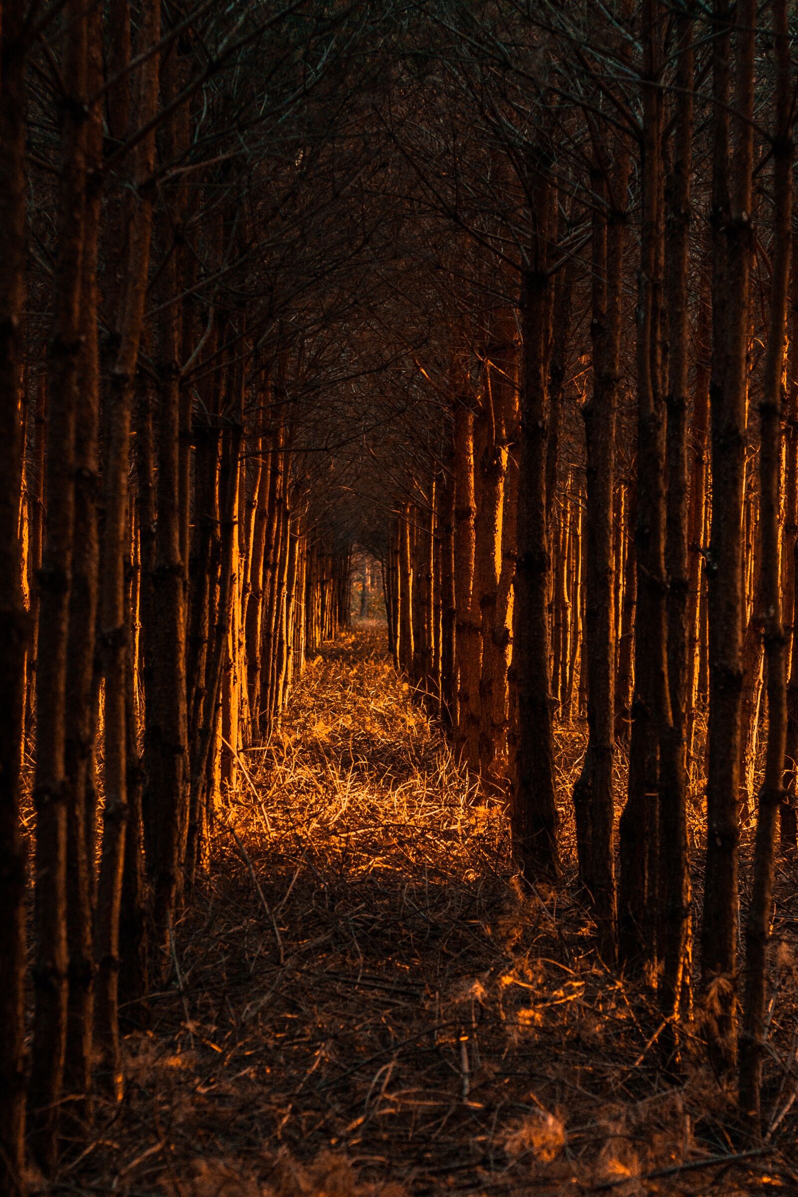 Canon EOS 700D (EOS Rebel T5i / EOS Kiss X7i) + Canon EF 50mm F1.8 STM sample photo. Forest, pine, nature photography