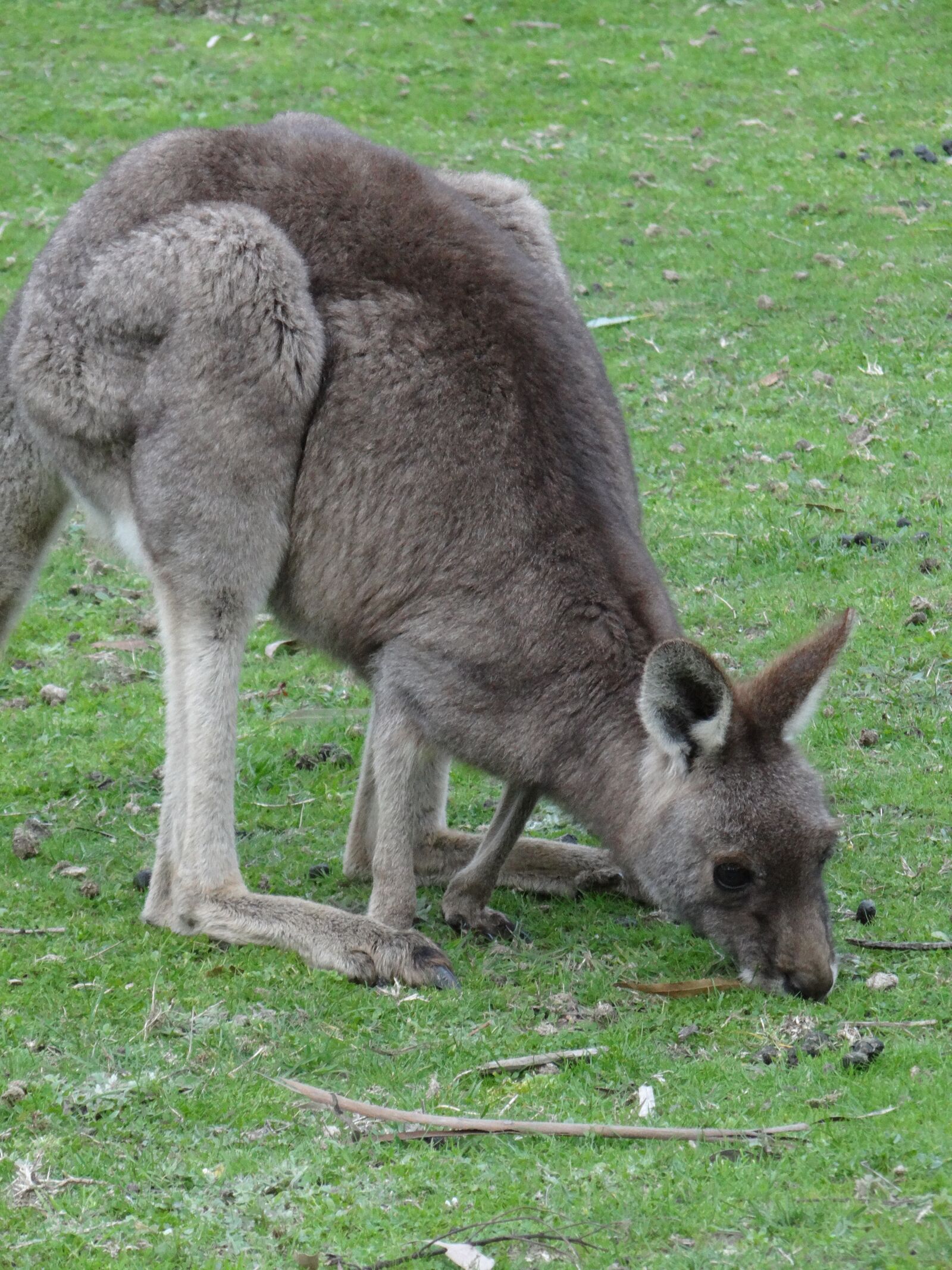 Sony DSC-HX200V sample photo. Kangaroo, grass, marsupial photography