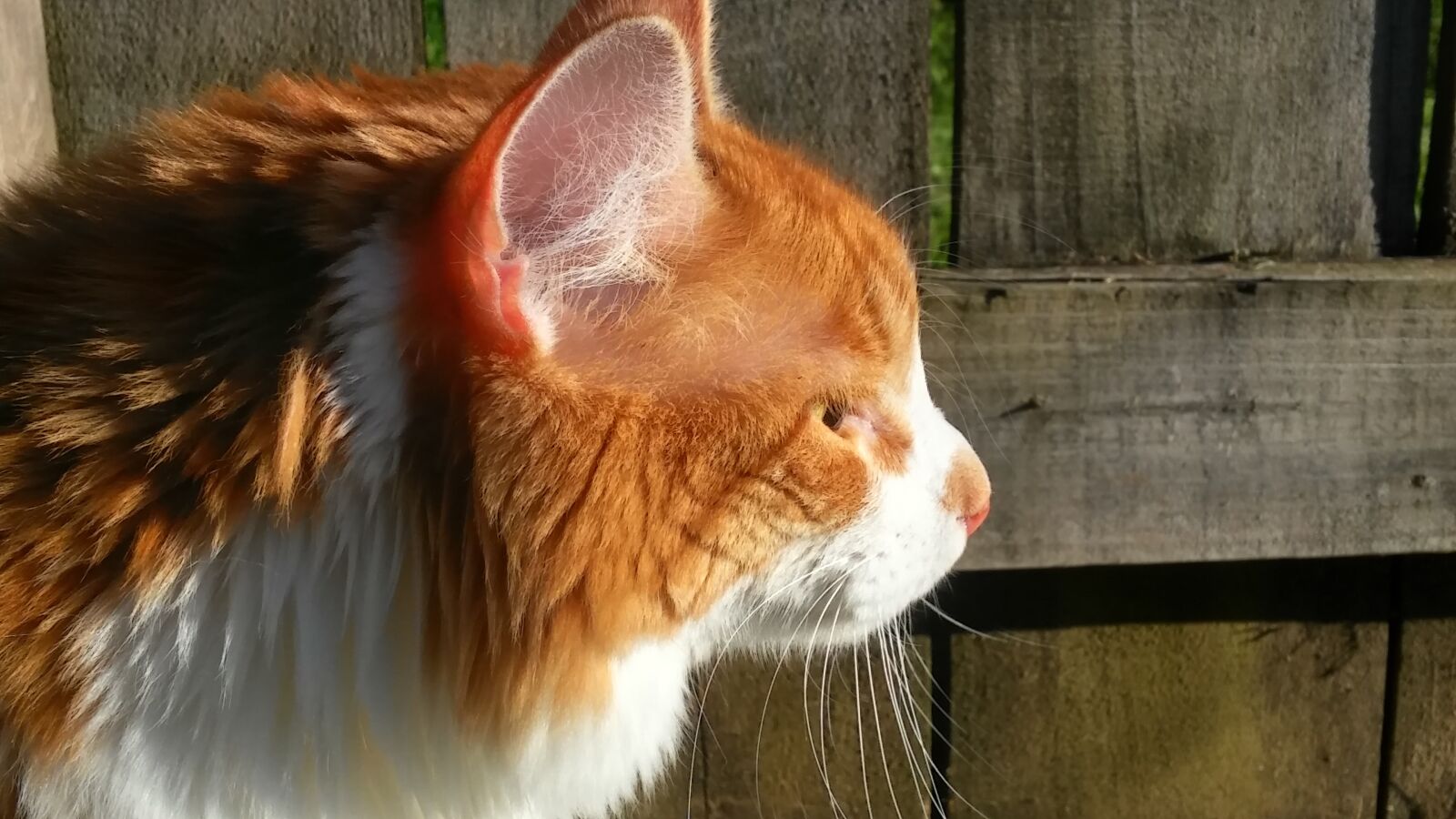 LG G STYLO sample photo. Orange cat, profile view photography