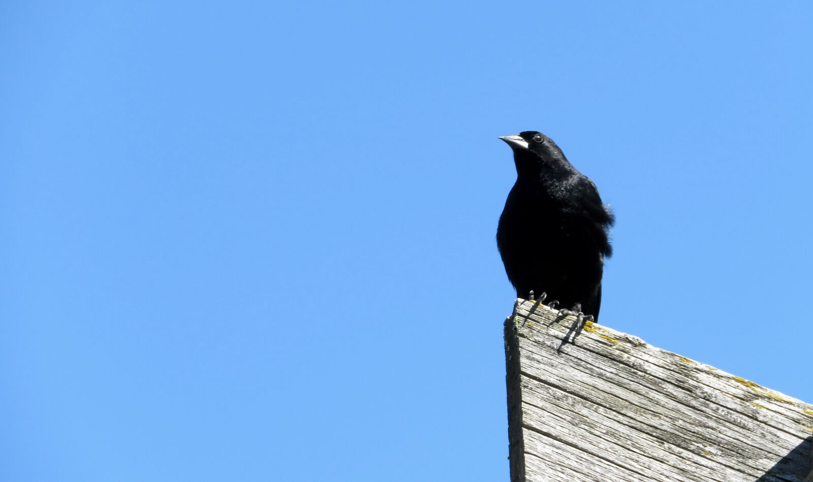 Canon PowerShot SX720 HS sample photo. Crow, black, bird photography