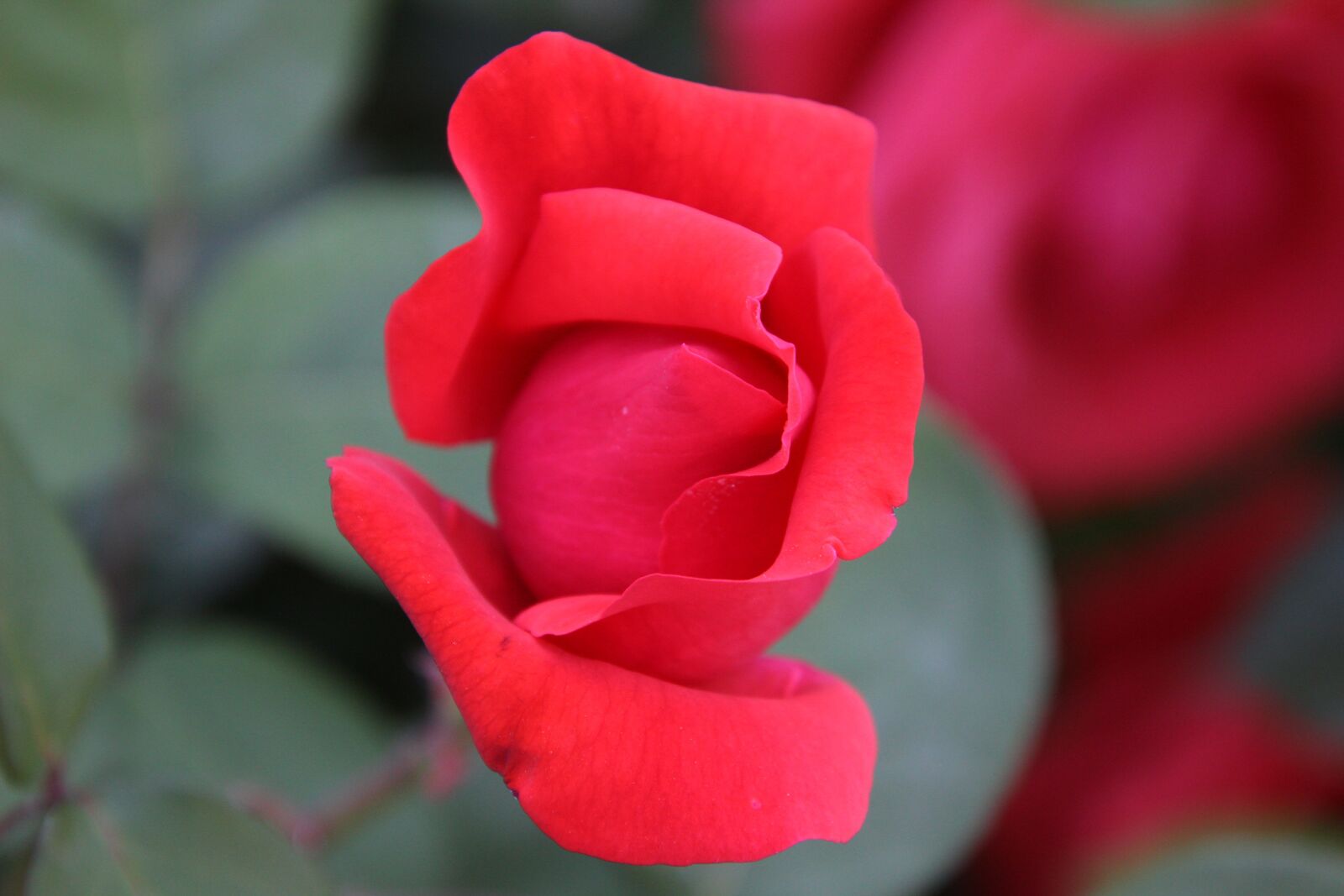 Canon EOS 600D (Rebel EOS T3i / EOS Kiss X5) sample photo. Rose, red rose, flower photography