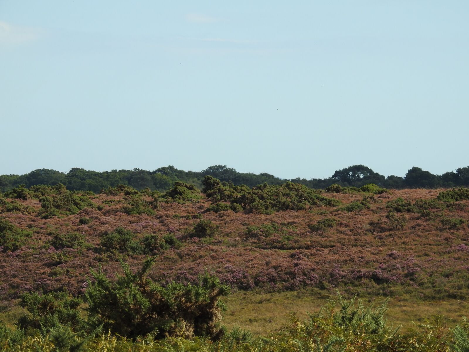 Nikon Coolpix P900 sample photo. Heather, new forest, forest photography