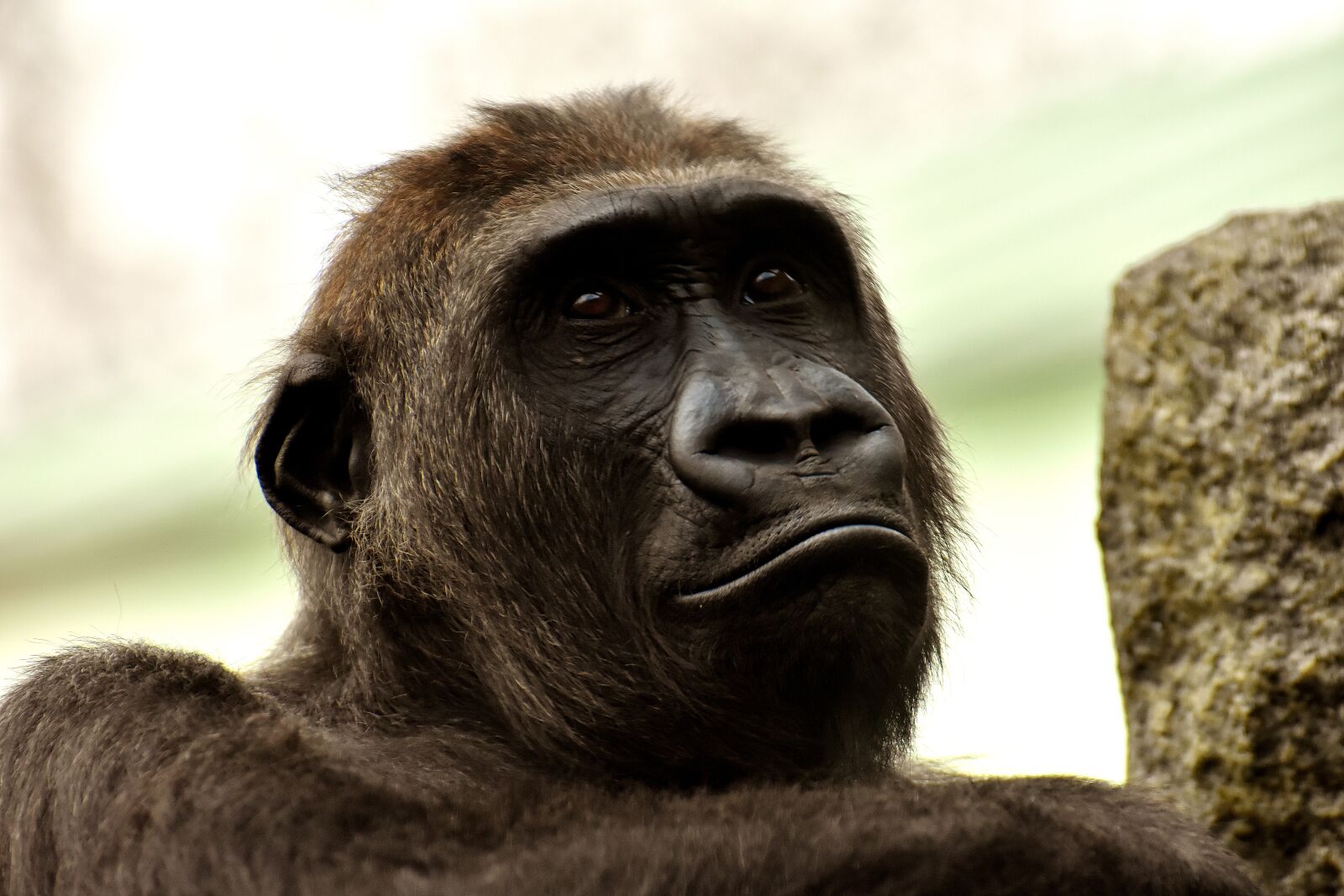 Nikon D7200 sample photo. Gorilla, monkey, animal photography