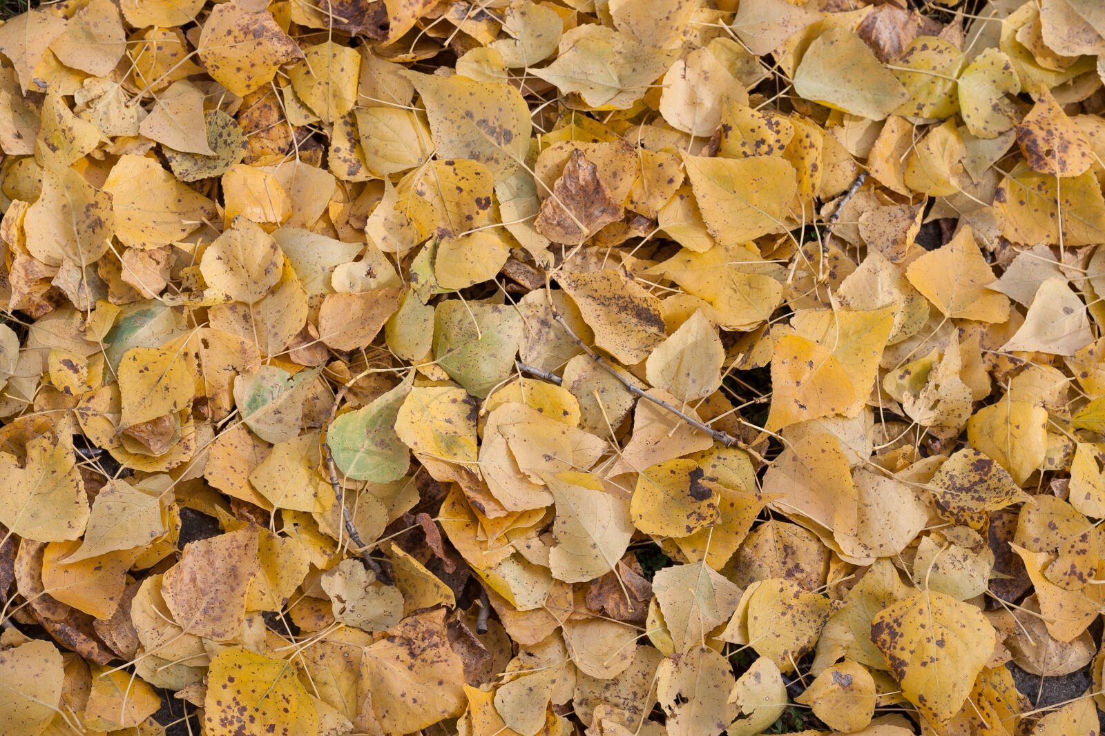 Canon EOS-1D Mark II sample photo. Dry, background, texture photography