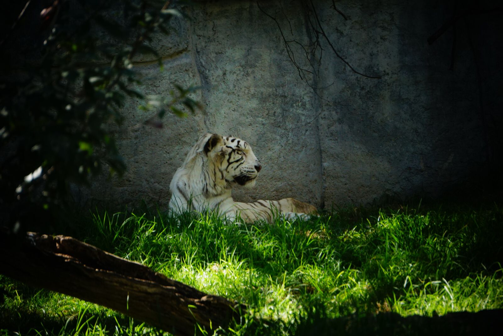 Sony a5100 sample photo. Bengal tiger, savannah, tropical photography