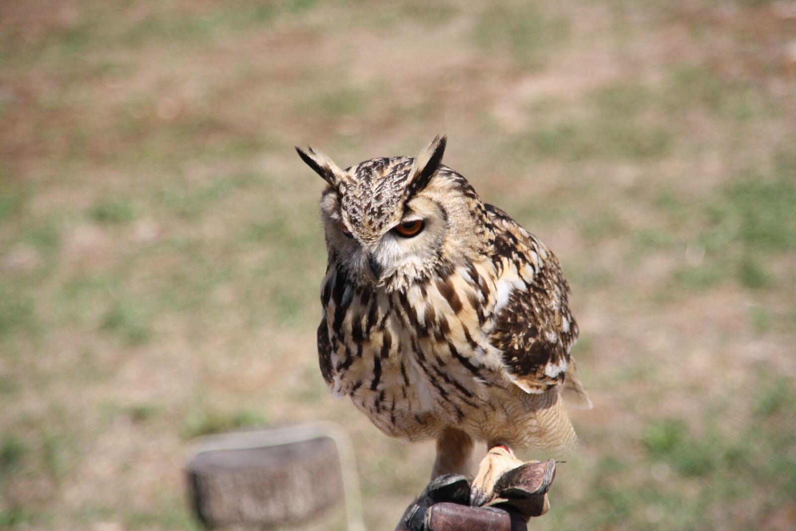 Canon EOS 1000D (EOS Digital Rebel XS / EOS Kiss F) sample photo. Raptor, owl, bird photography