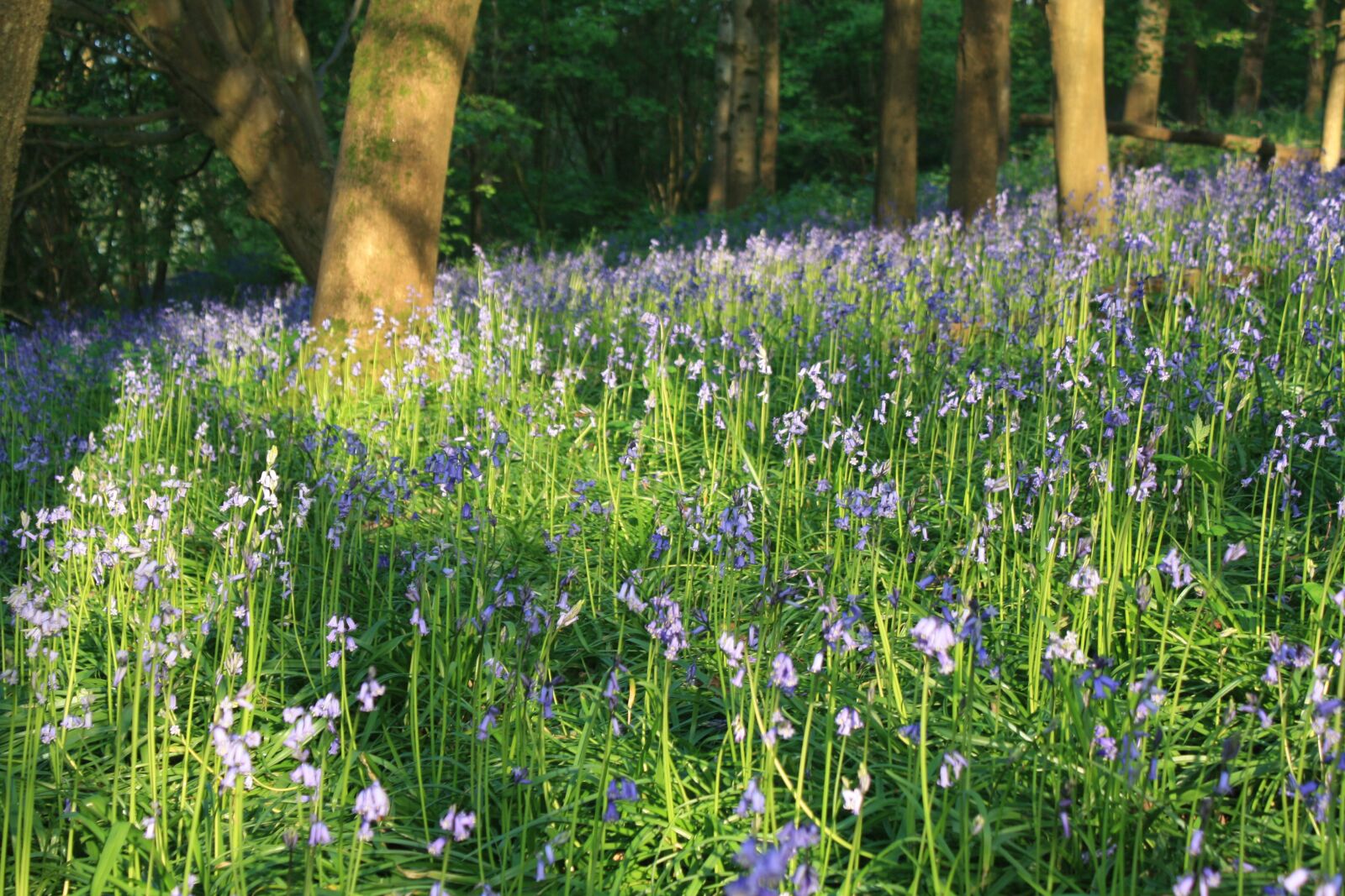 Canon EOS 1000D (EOS Digital Rebel XS / EOS Kiss F) sample photo. Bluebells, woodland, trees photography