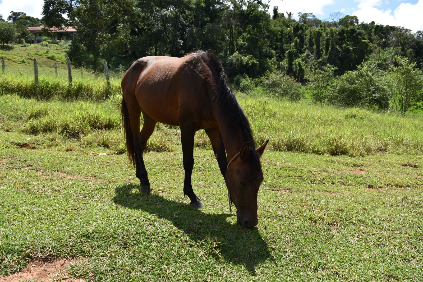 Nikon D5500 sample photo. Horse, brown, summer photography