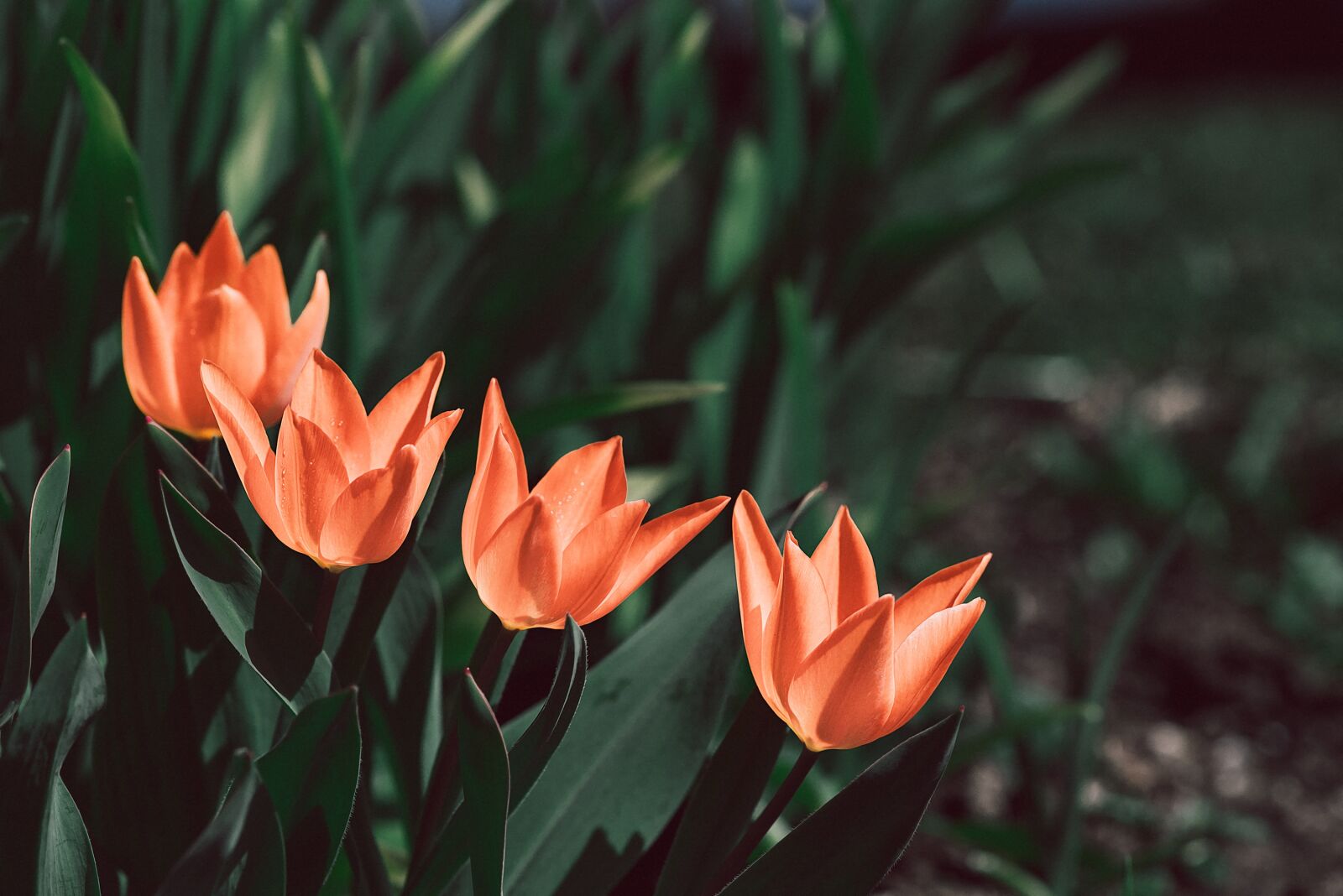 Nikon D750 sample photo. Tulips, orange, orange tulips photography