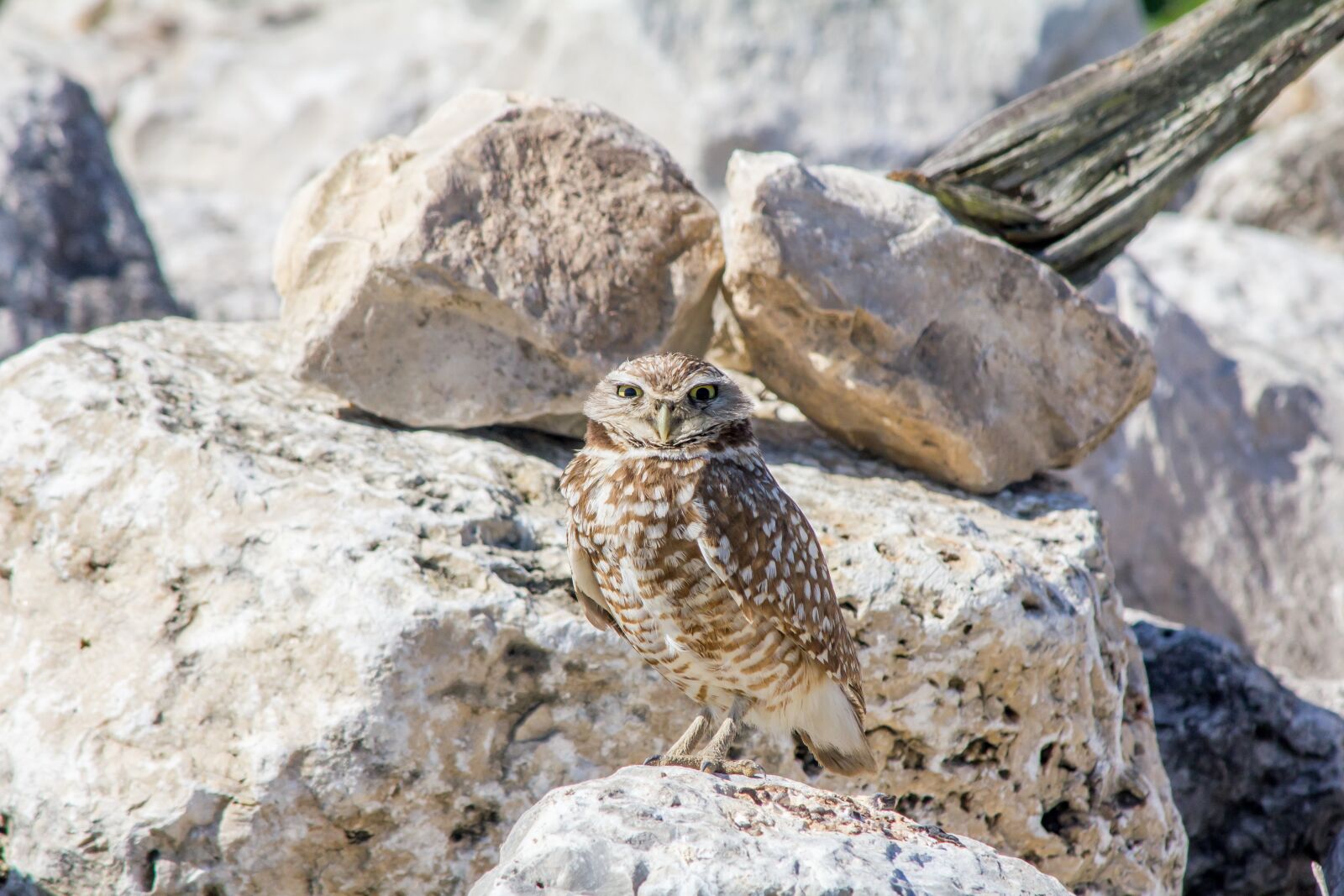 Canon EOS 550D (EOS Rebel T2i / EOS Kiss X4) sample photo. Burrowing owl, bird, nature photography