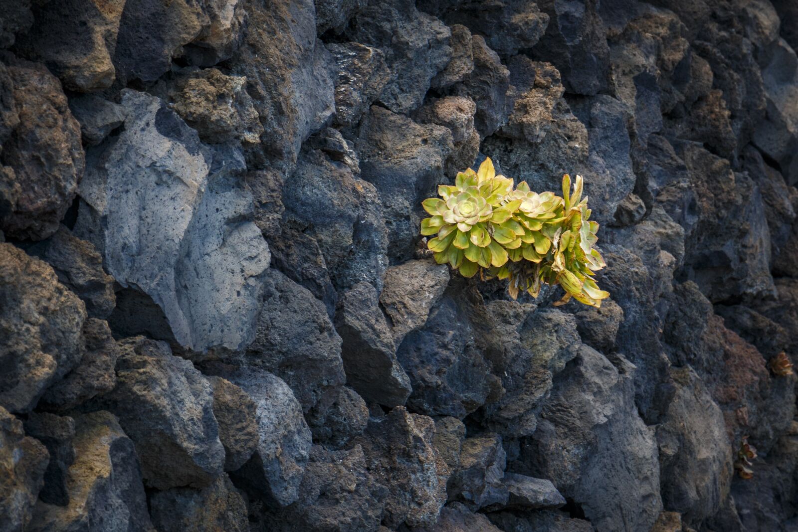 Canon EOS 70D sample photo. Plant, green, nature photography