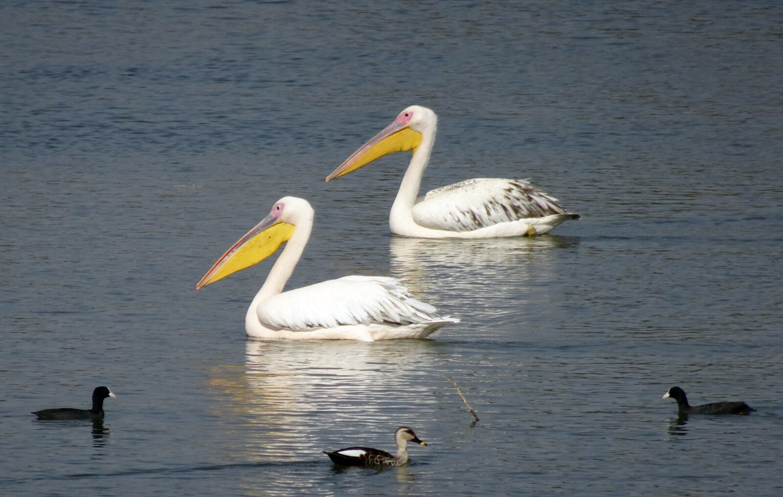 Sony Cyber-shot DSC-HX90V sample photo. Bird, great white pelican photography