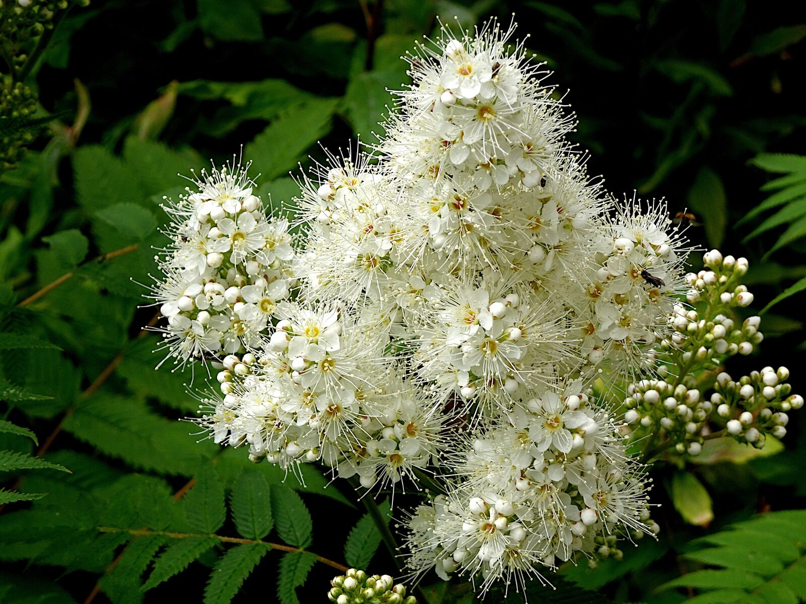 Sony Cyber-shot DSC-HX90V sample photo. Flower, white color, plants photography