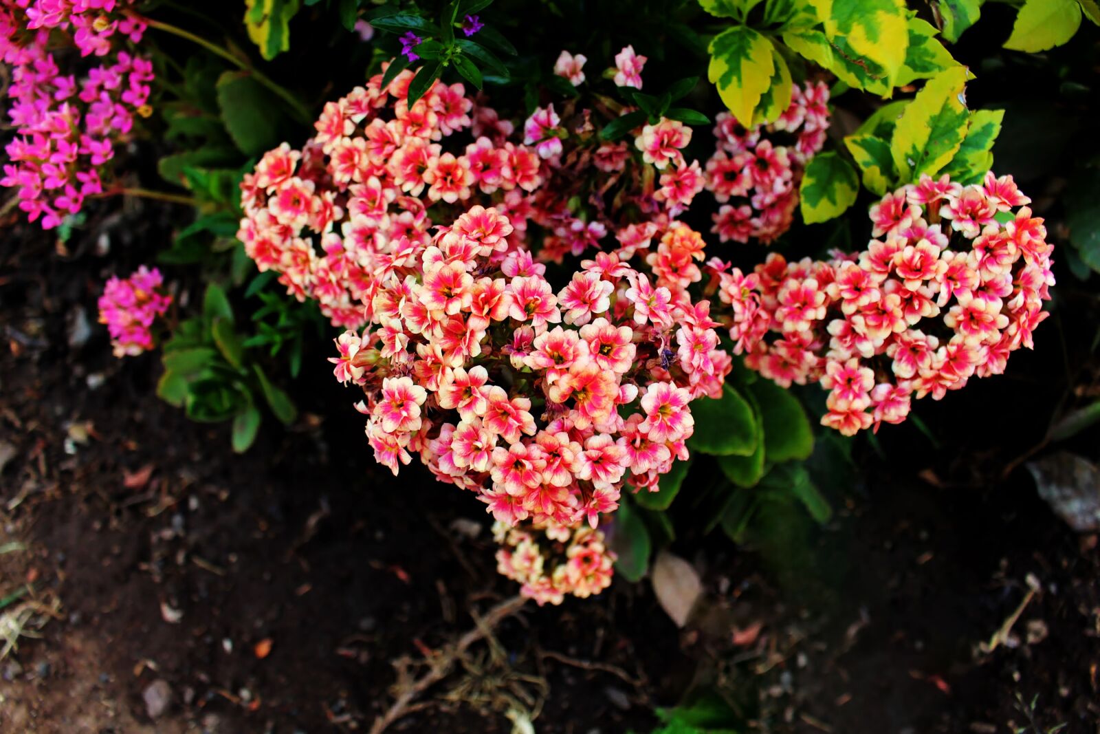 Canon EOS 700D (EOS Rebel T5i / EOS Kiss X7i) sample photo. Flowers, plants, leafs photography