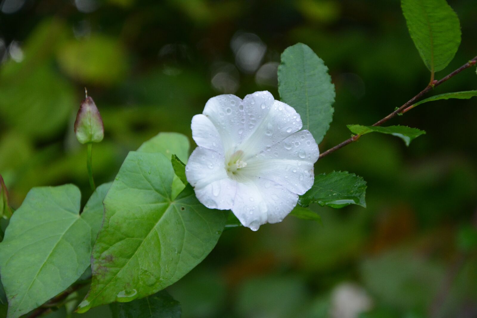Nikon D5200 sample photo. Flower, white flower lisseron photography