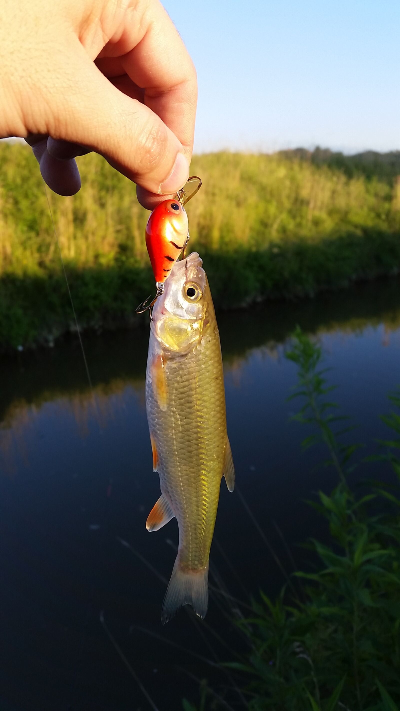 Samsung Galaxy S5 sample photo. Fishing, chub, spinning photography