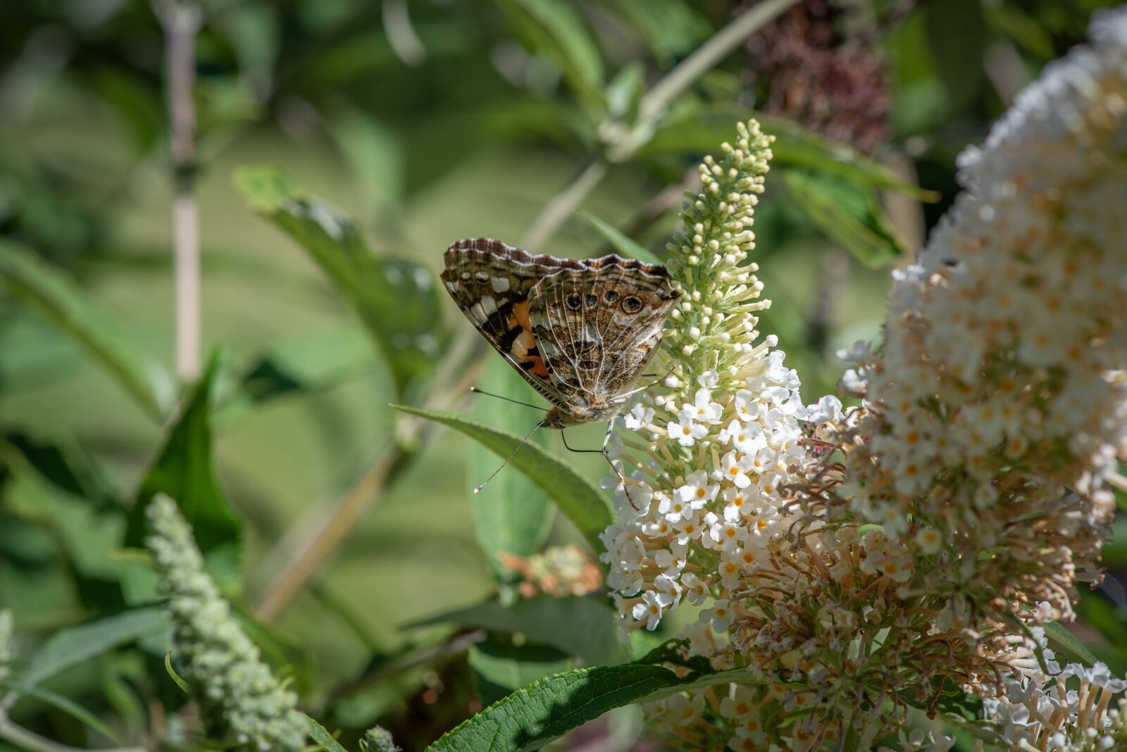 Nikon D750 sample photo. Butterfly, animal world, insect photography