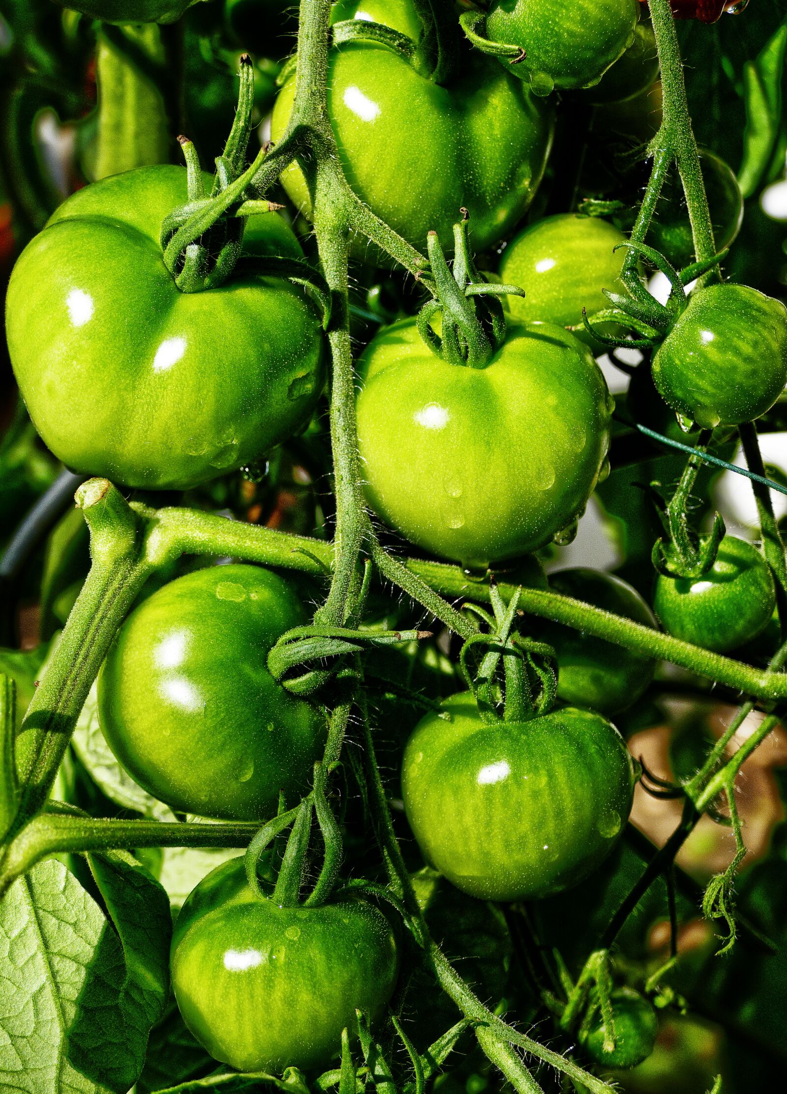 Panasonic Lumix DMC-FZ1000 sample photo. Tomato, panicle, fried green photography