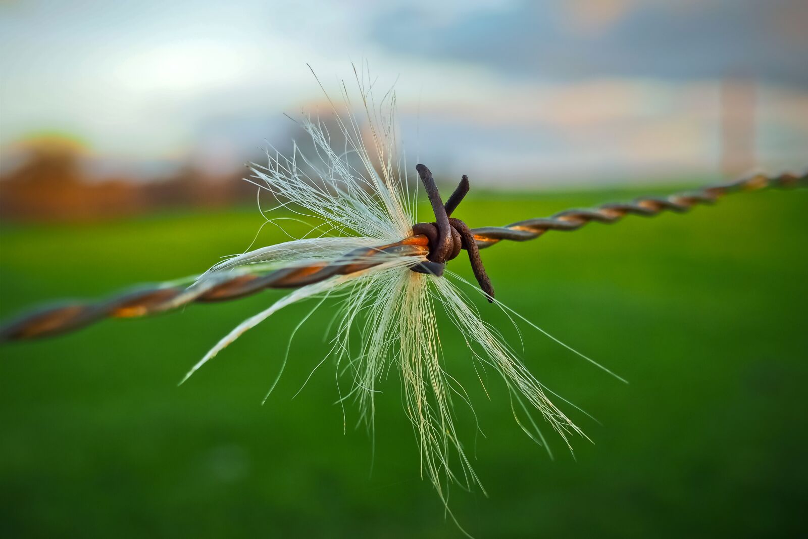 Olympus OM-D E-M10 sample photo. Barbed wire, fence, wire photography