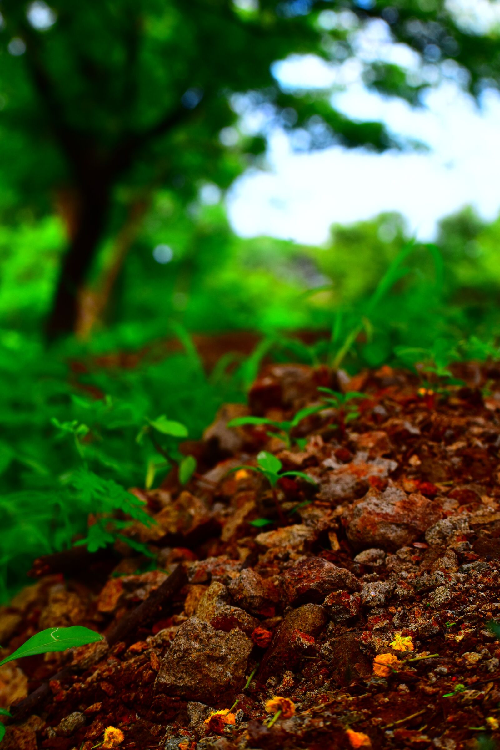 Nikon D5600 sample photo. Green tree, landscape, low photography