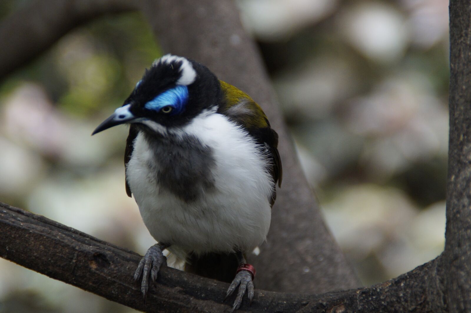 Sony SLT-A58 sample photo. Bird, cheeky, curious photography
