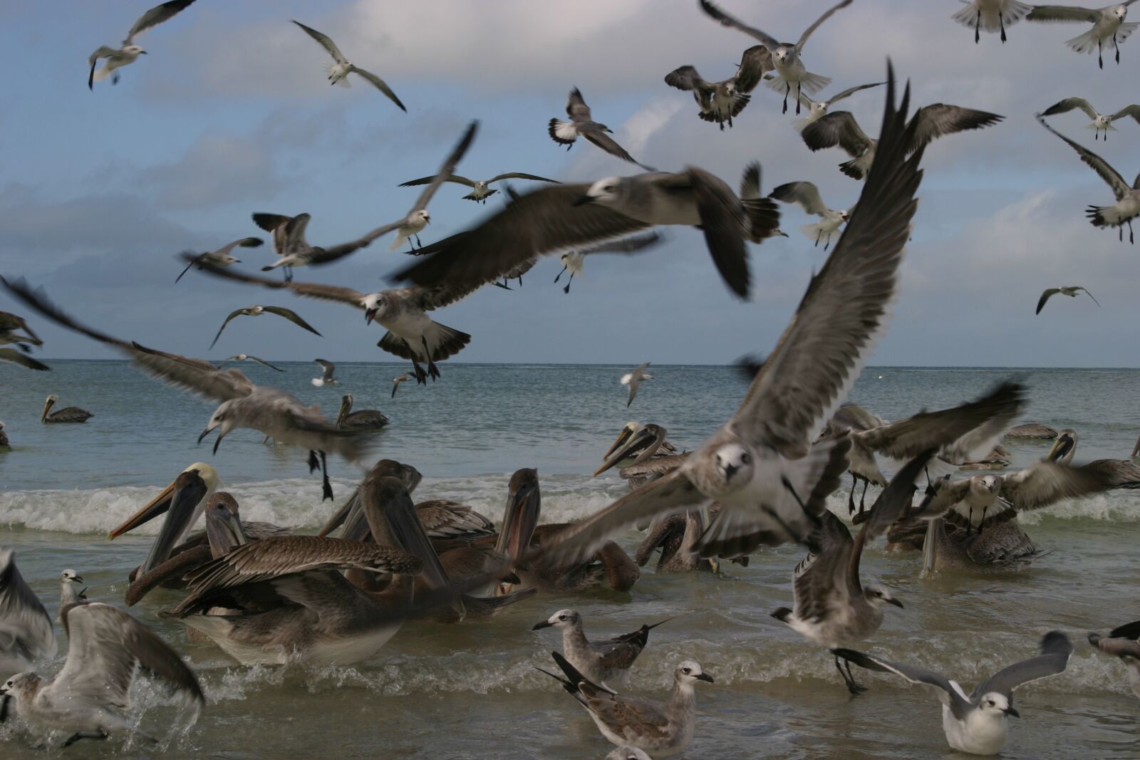 Canon EOS 10D sample photo. Birds, swarm, seagull photography