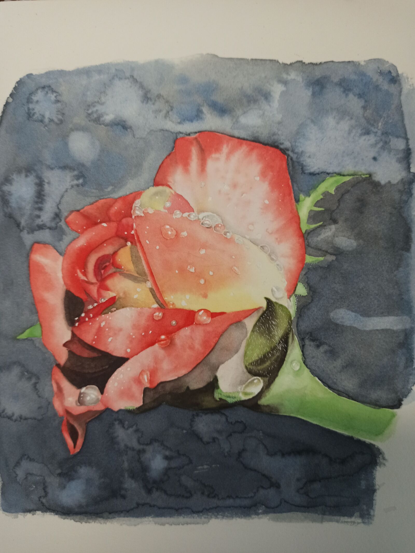 Xiaomi Redmi Note 8 Pro sample photo. Watercolor, dew, powder rose photography