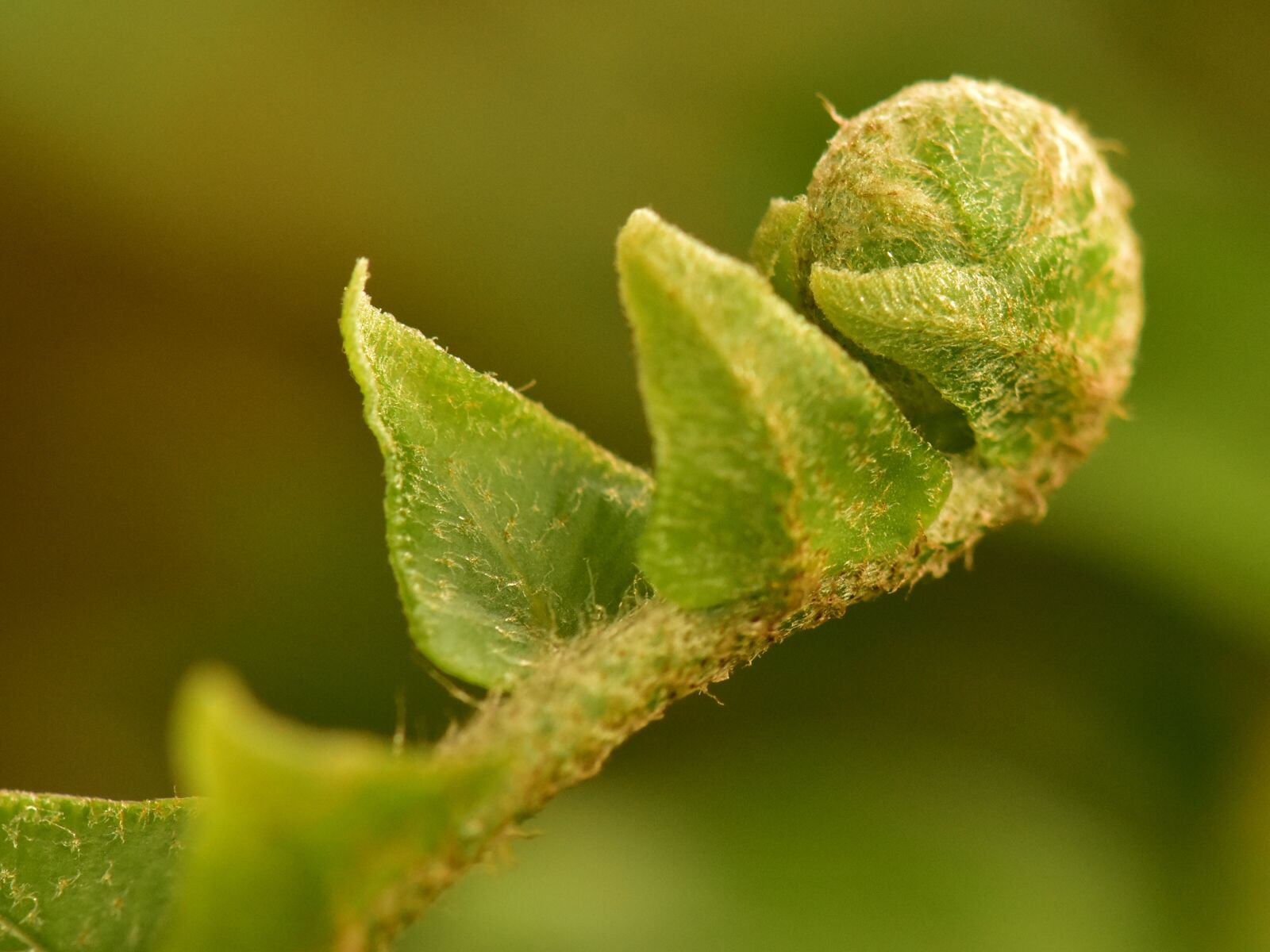Nikon D3400 sample photo. Fern bud, roll, leaf photography