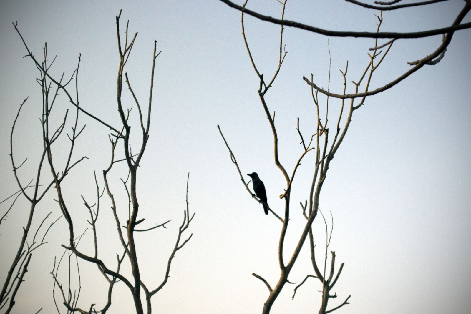 Nikon D3100 sample photo. Lonely, crow, barren photography