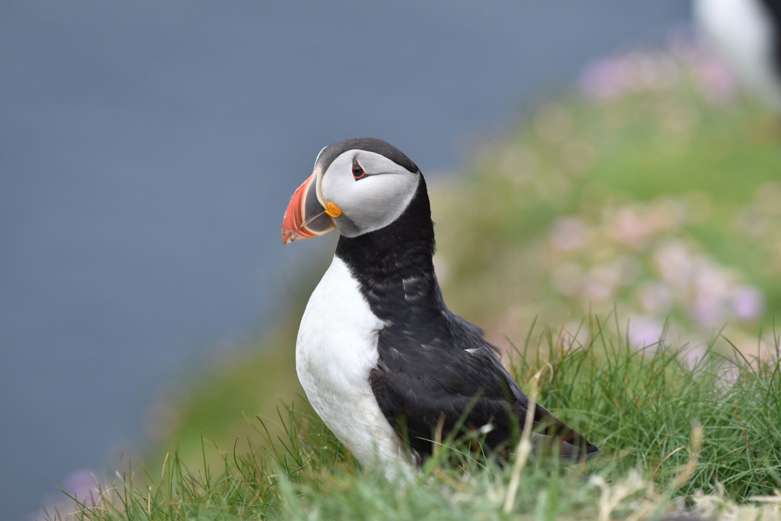 Nikon D5500 sample photo. Puffin, bird, nature photography