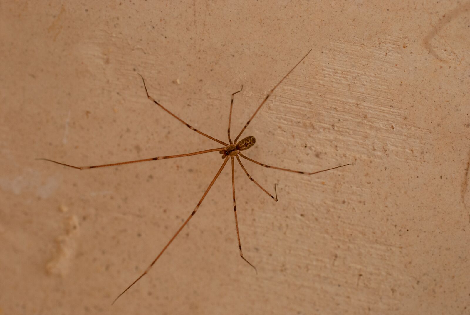 Nikon D80 sample photo. Spider, insect, macro photography