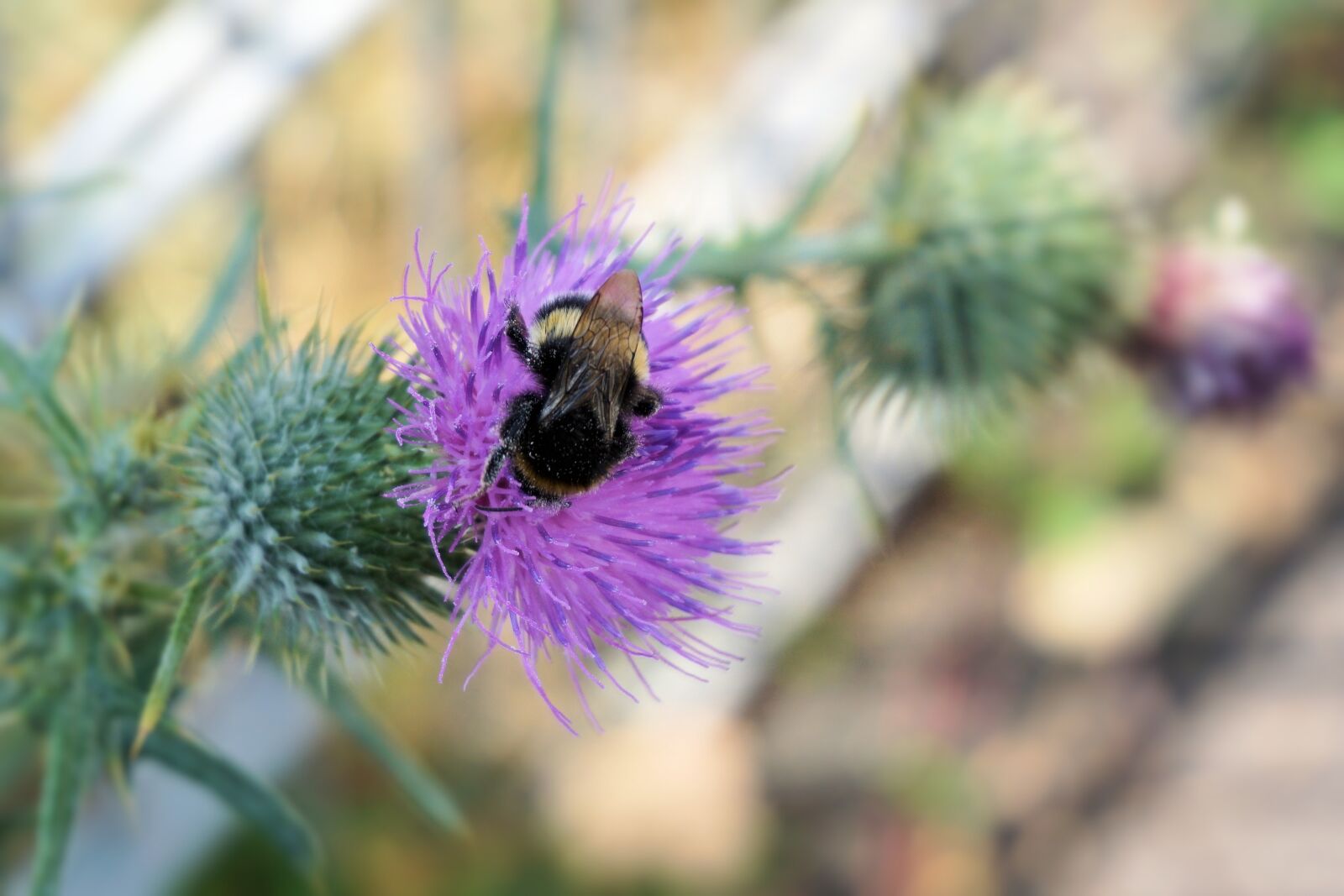 Sony a6000 sample photo. Flower, thistle, blossom photography