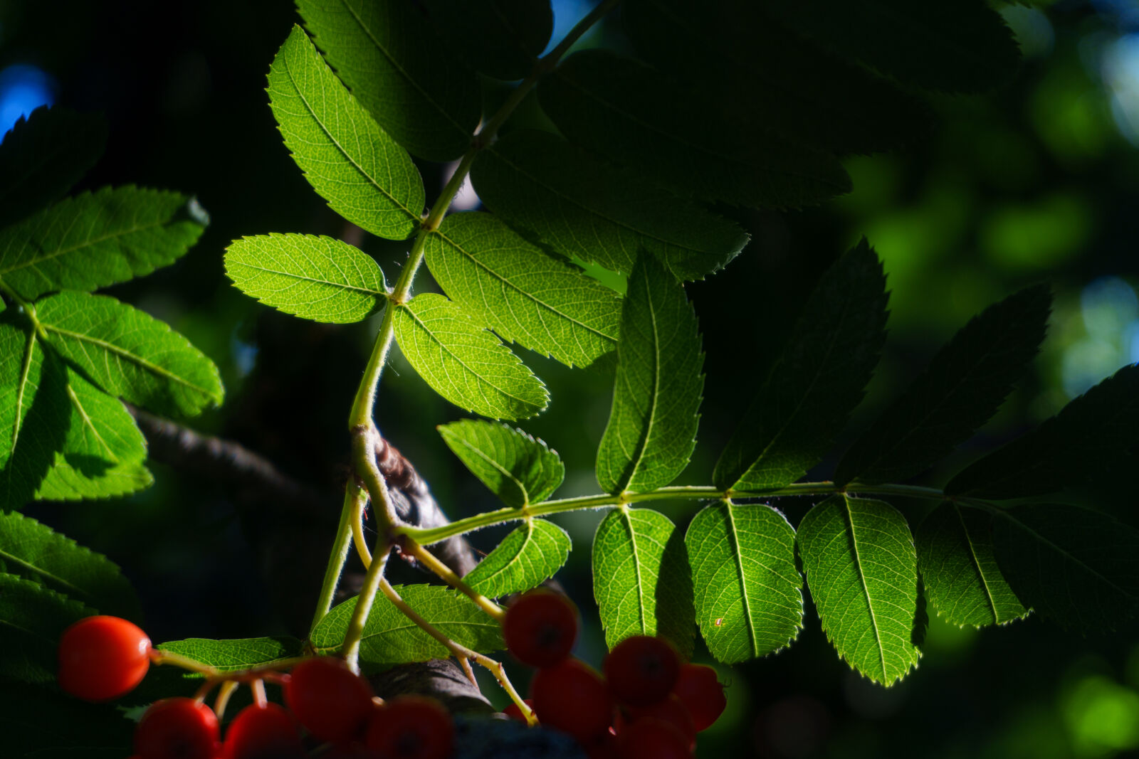 Sony ZV-E10 II sample photo. Leaves of morning light photography