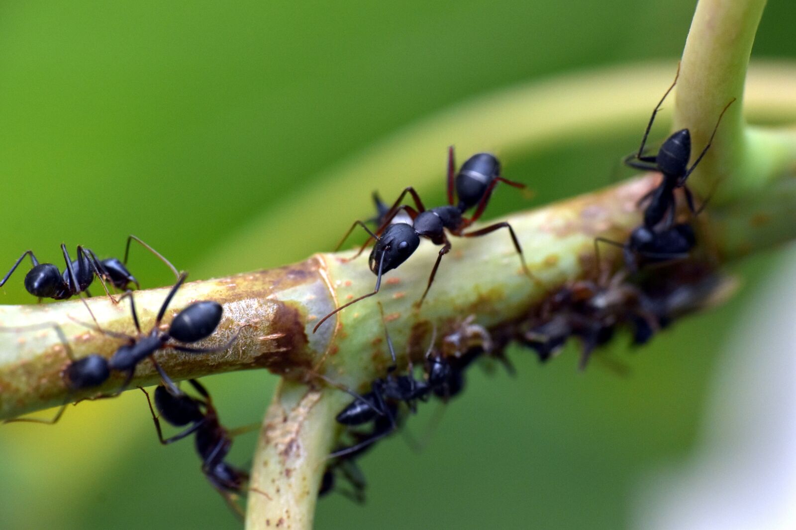 Nikon D5600 sample photo. Black ant, insect, garden photography