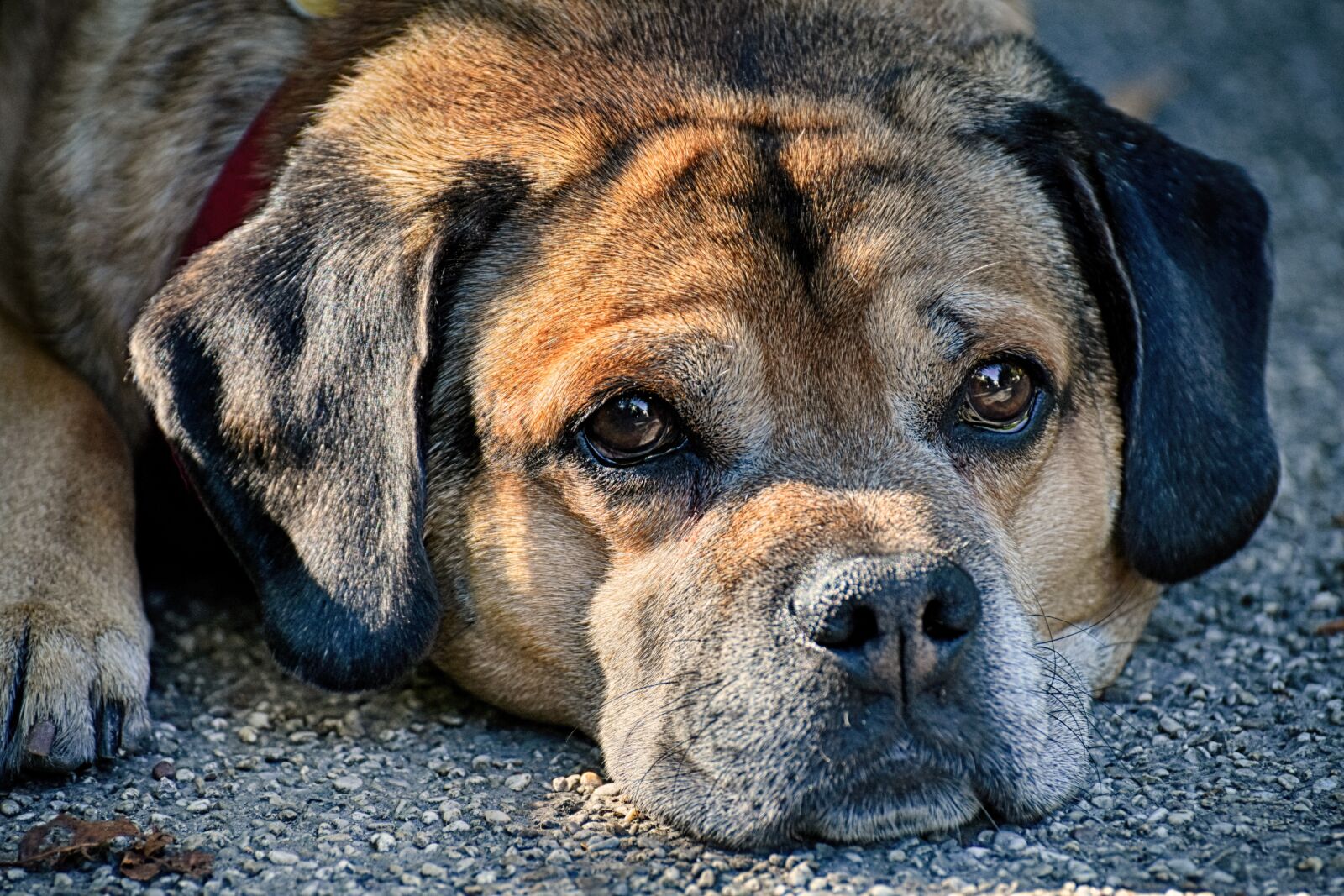Nikon D7200 sample photo. Dog, pet, quadruped photography