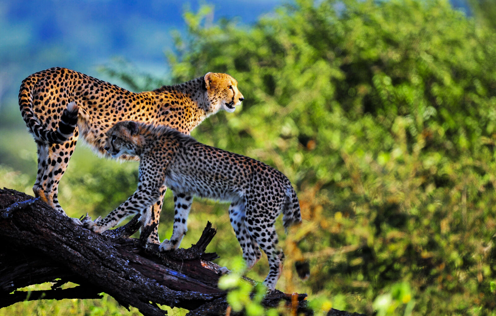 Nikon D3S sample photo. Cheetah, wild, wild, animals photography